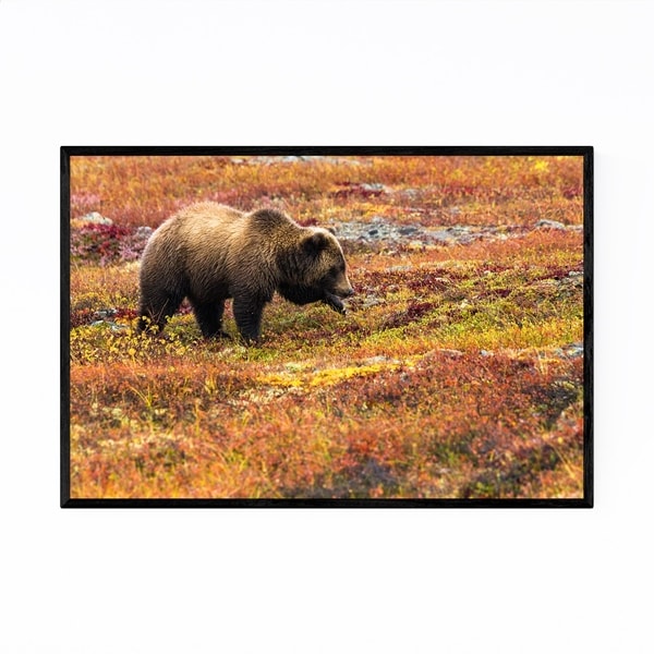 Noir Gallery Grizzly Bear Yukon Canada Animal Framed Art Print