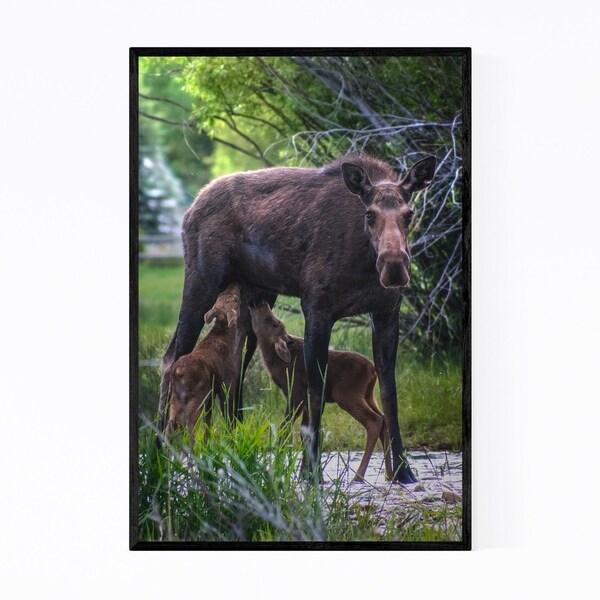 Noir Gallery Moose Animal Wildlife Wyoming Framed Art Print