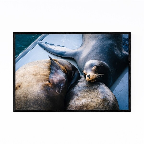 Noir Gallery Sea Lions Santa Cruz California Framed Art Print