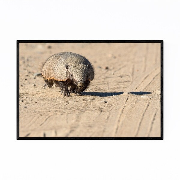 Noir Gallery Armadillo Wildlife Argentina Framed Art Print