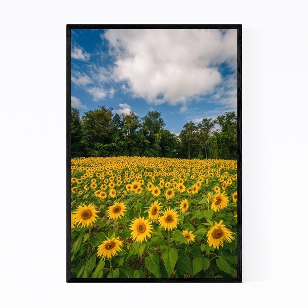 Noir Gallery Jarrettsville Maryland Sunflower Framed Art Print