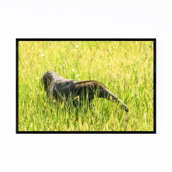 Noir Gallery Anteater Animal Pantanal Brazil Framed Art Print