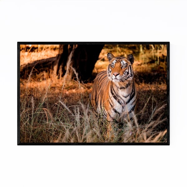 Noir Gallery Bengal Tiger Wildlife India Framed Art Print
