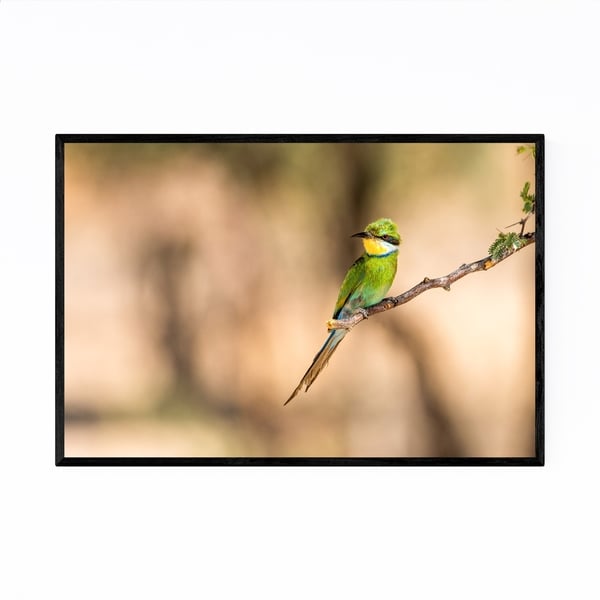 Noir Gallery Swallow-Tailed Bee-Eater Bird Framed Art Print