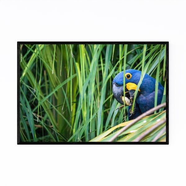 Noir Gallery Hyacinth Macaw Bird Brazil Framed Art Print