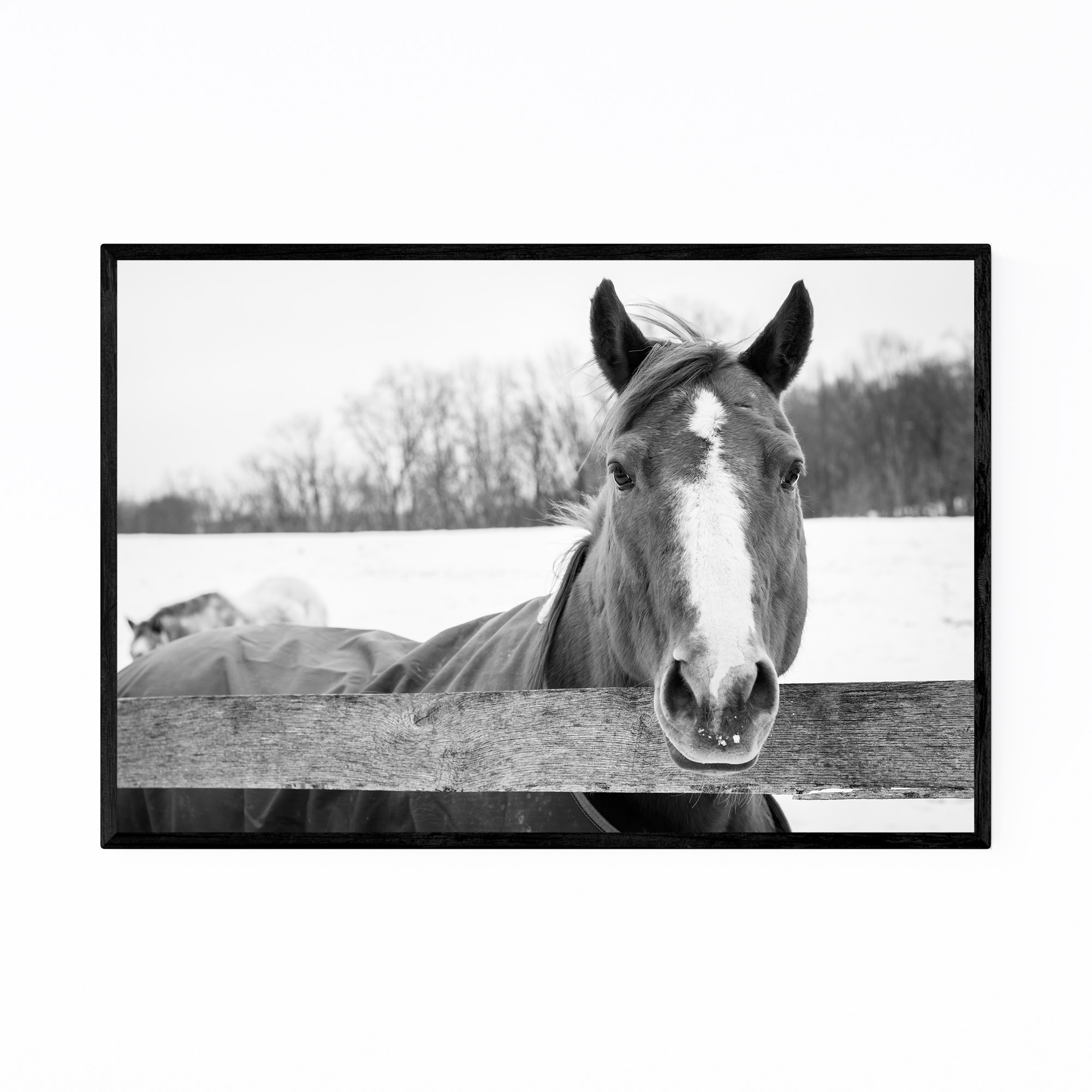 Shop Noir Gallery Black White Horse Winter Farm Framed Art Print