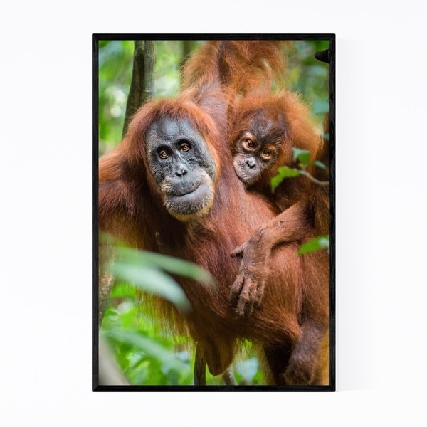 Noir Gallery Orangutan Wildlife Indonesia Framed Art Print