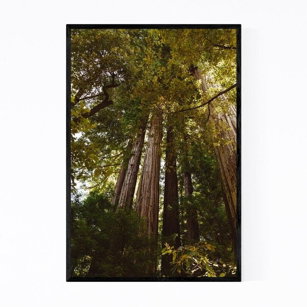 Noir Gallery Redwood Forest California Trees Framed Art Print