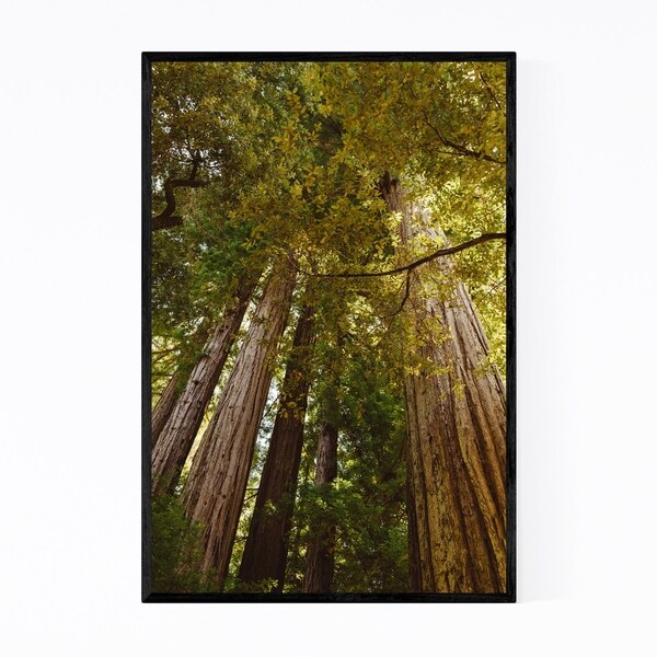 Noir Gallery Redwood Forest California Trees Framed Art Print