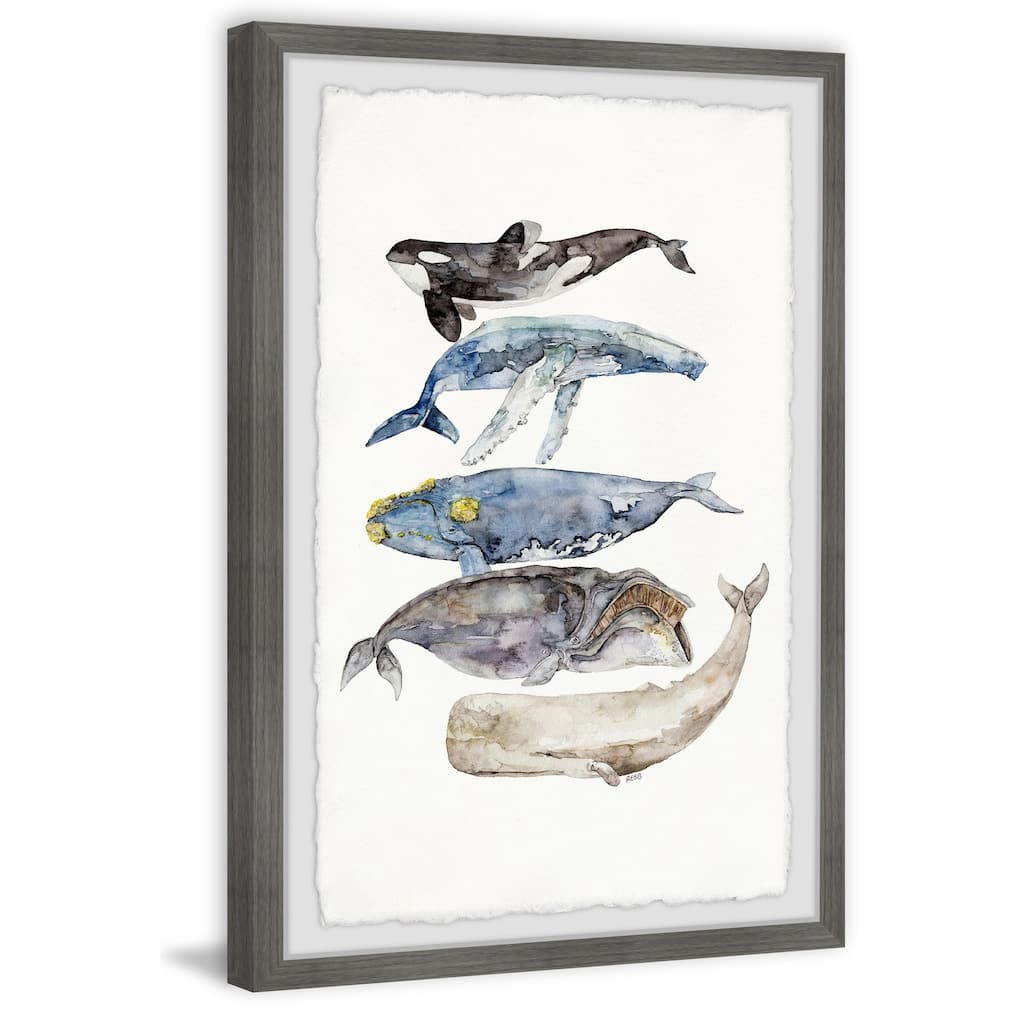 Whale Species' Framed Painting Print - Multi-Color