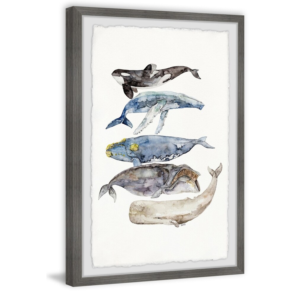 https://ak1.ostkcdn.com/images/products/27497070/Whale-Species-Framed-Painting-Print-Multi-color-2590fbb7-acdd-4c98-a2b7-f485bdce068c_1000.jpg