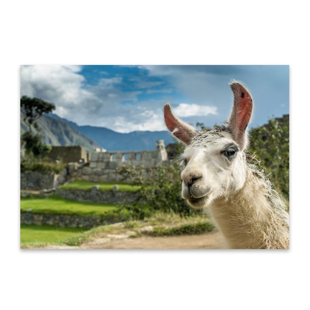 Noir Gallery Llama Machu Picchu Ruins Peru Metal Wall Art Print