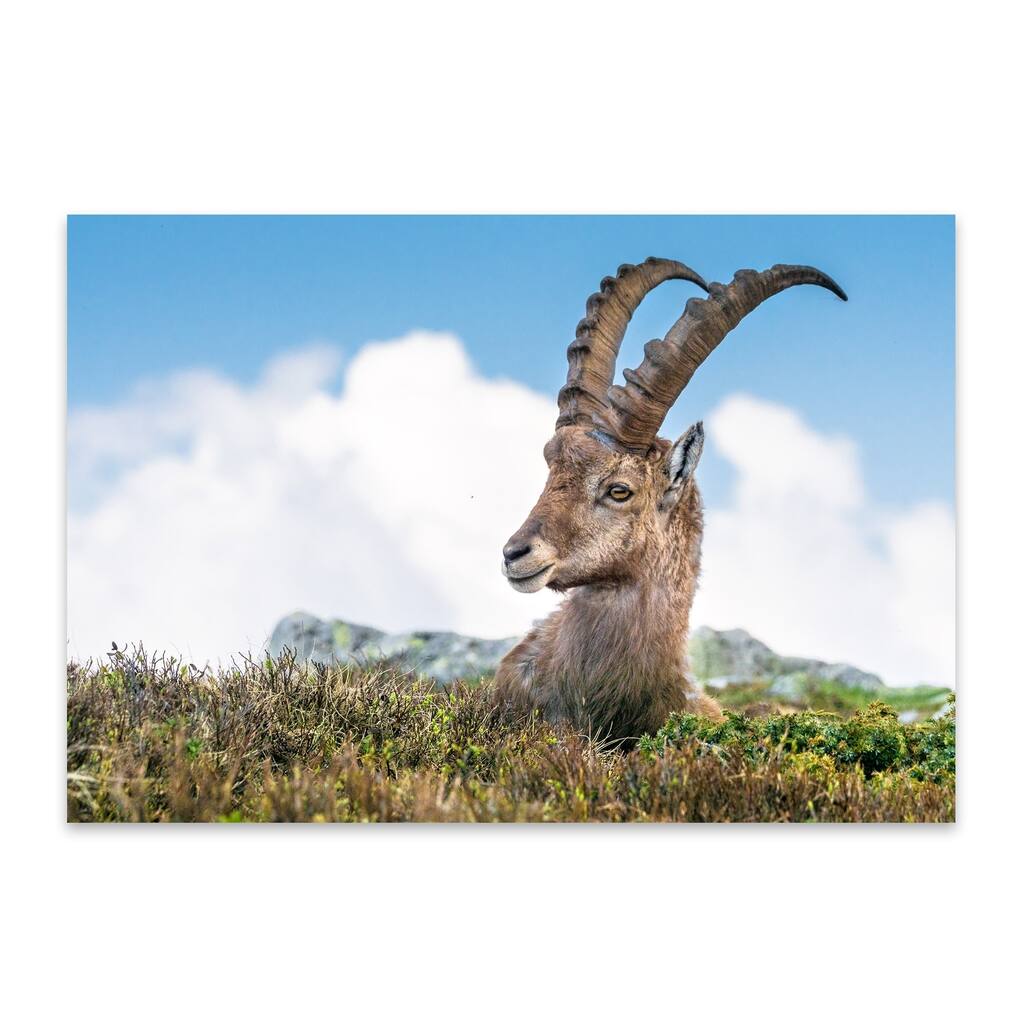 Noir Gallery Ibex Animal Wildlife Swiss Alps Metal Wall Art Print