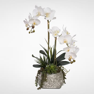 Real Touch Phalaenopsis Orchids with Succulents in a Concrete Pot