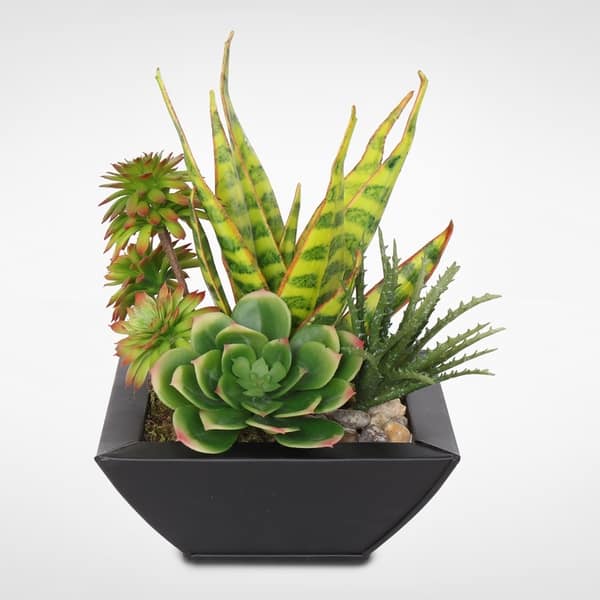 bullhorn snake plant Sansevieria Robusta, Snake Plant