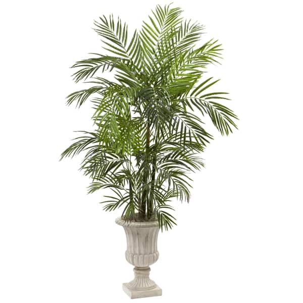 where can i buy pothos plants Pothos 'Green Queen' main image 1