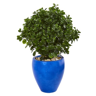 32" Peperomia Artificial Plant in Blue Planter UV Resistant (Indoor/Outdoor)