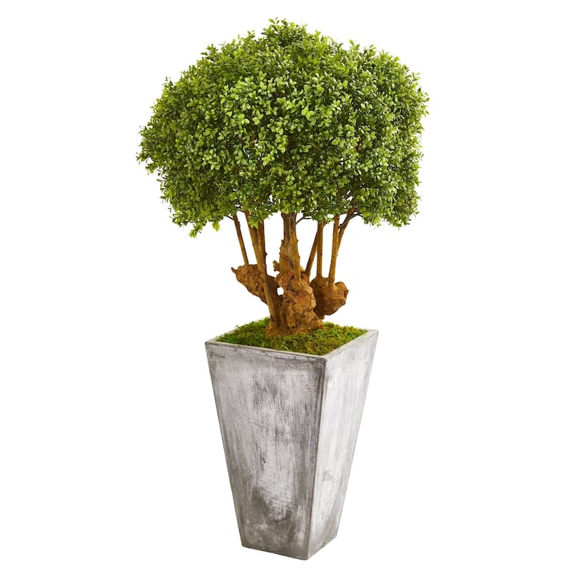 51" Boxwood Artificial Topiary Tree in Cement Planter (Indoor/Outdoor)