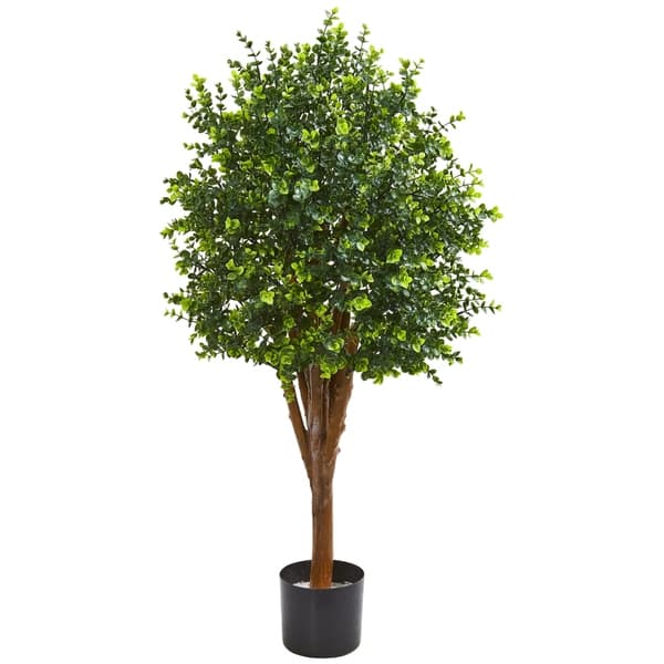 money tree near me 3-5 FT Money Tree- NYC, NJ, CT, Boston, Providence, Washington DC,  Baltimore, Philadelphia, Princeton, Long Island, and Upstate NY Local Plant