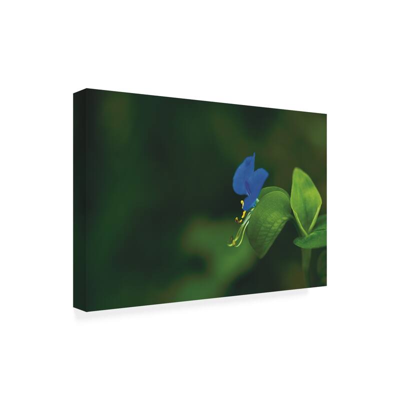 Kurt Shaffer Photographs 'Blue and Green, a Profile in Nature' Canvas Art