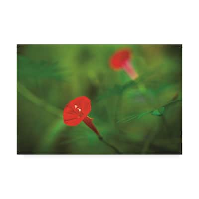 Kurt Shaffer Photographs 'Red Green in Nature' Canvas Art