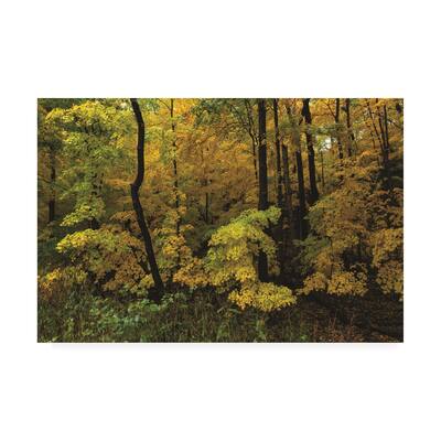 Kurt Shaffer Photographs 'Autumn in the Rain' Canvas Art
