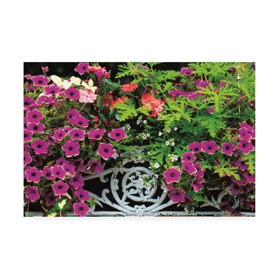 Kurt Shaffer Photographs 'Summer Flower Box' Canvas Art