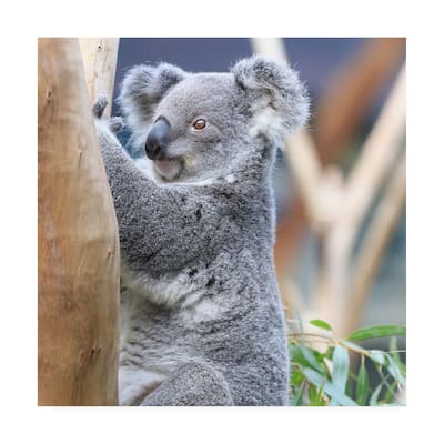 Beata Czyzowska Young 'BC Koala' Canvas Art