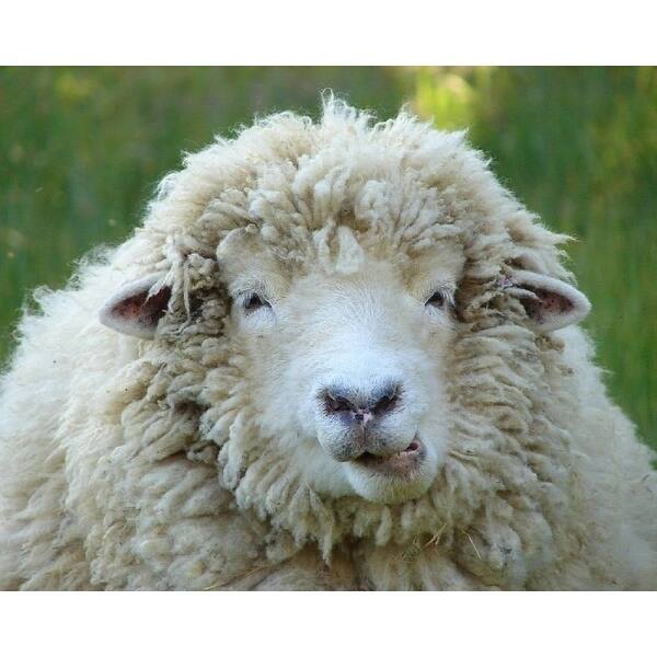 Pendleton Eco-wise Cream Sham (1 each)