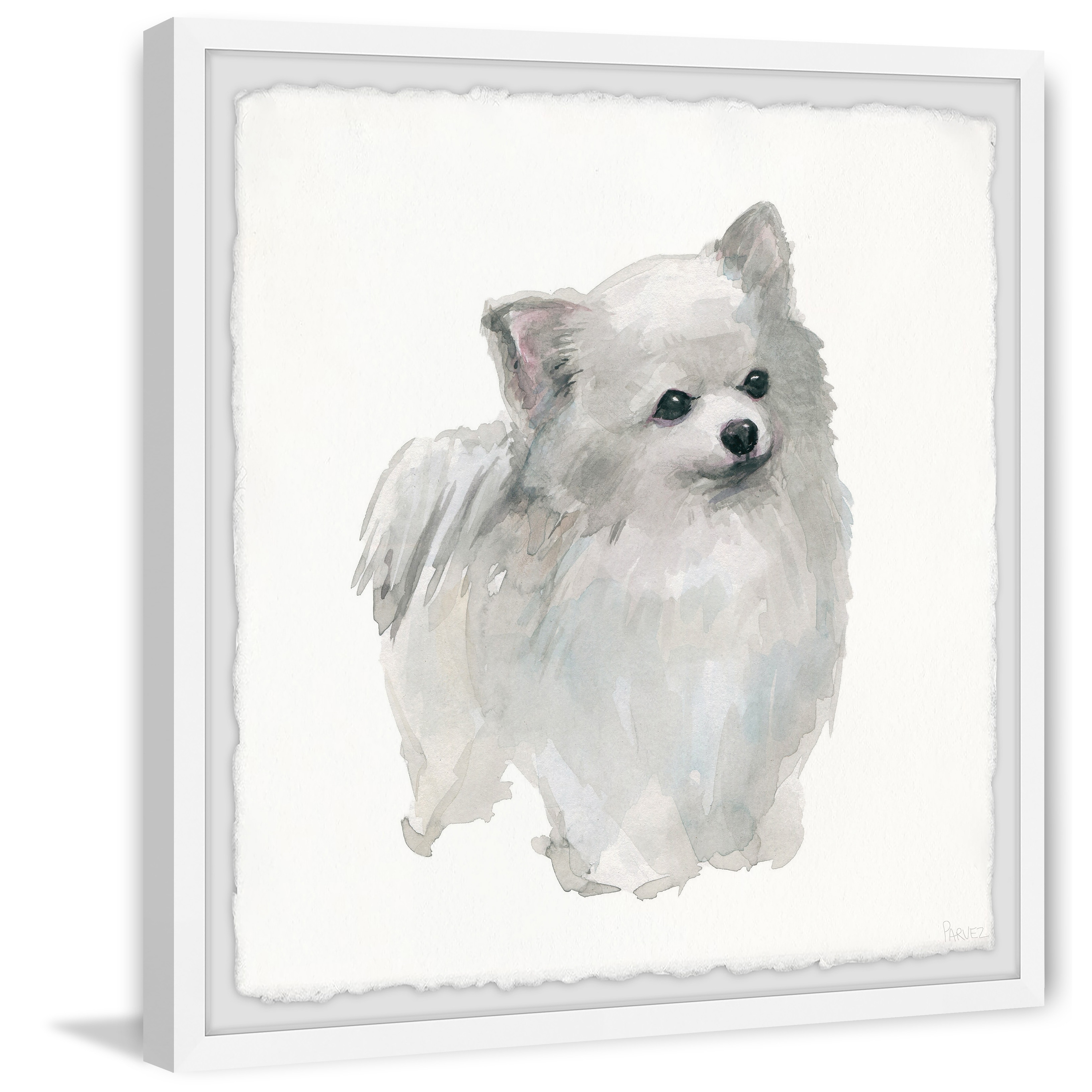 grey and white pomeranian