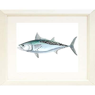 FRAMED False Albacore (Little Tunny) By Damon Crook Graphic Art Print
