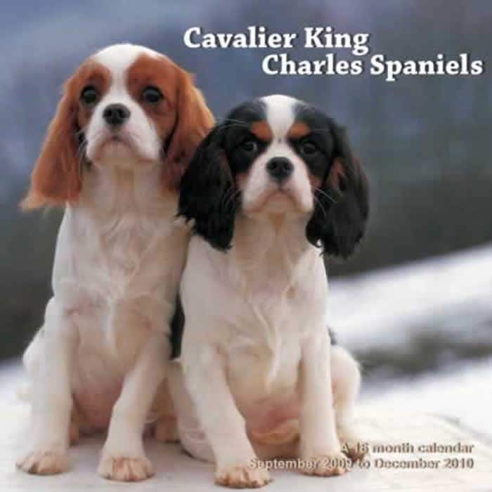 Cavalier King Charles Spaniels 2010 Calendar