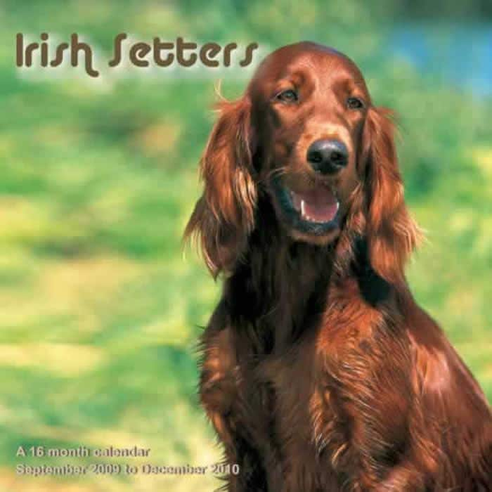 Irish Setters 2010 Calendar