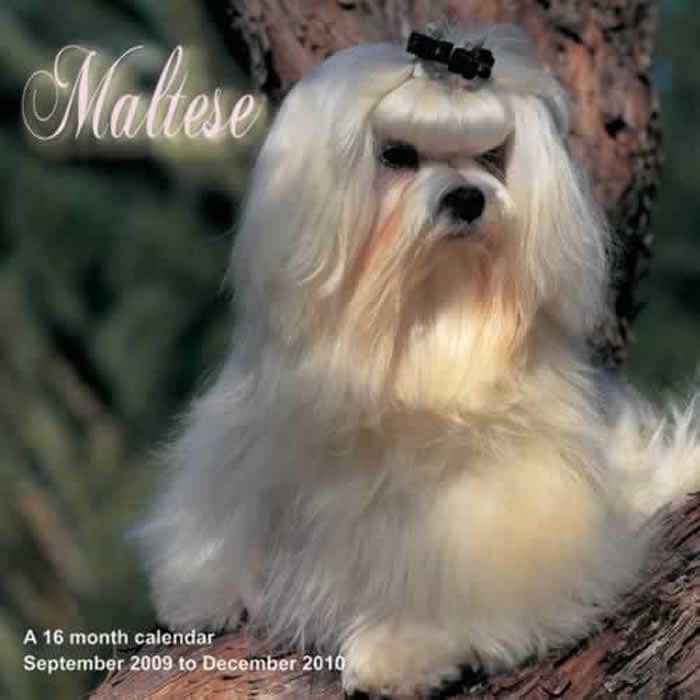 Maltese 2010 Calendar General