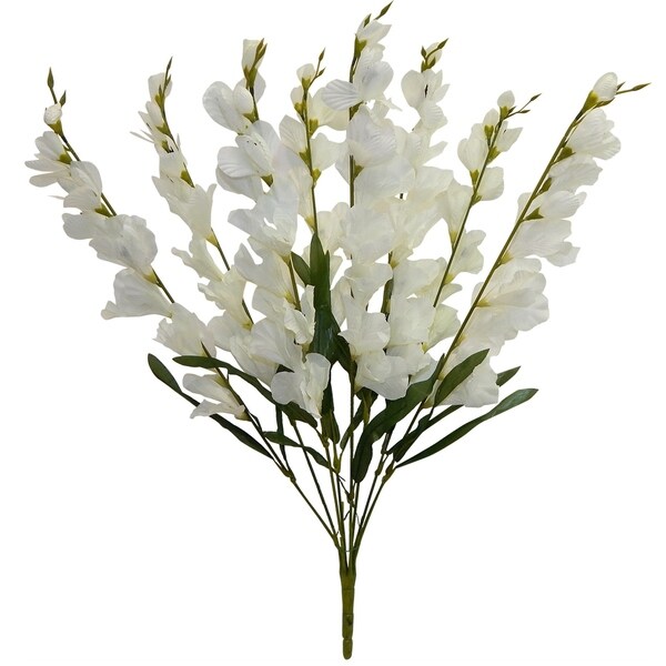 26" tall Gladiolus bush x 8