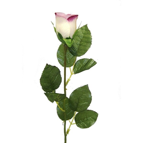 20" Single M. P. rose bud