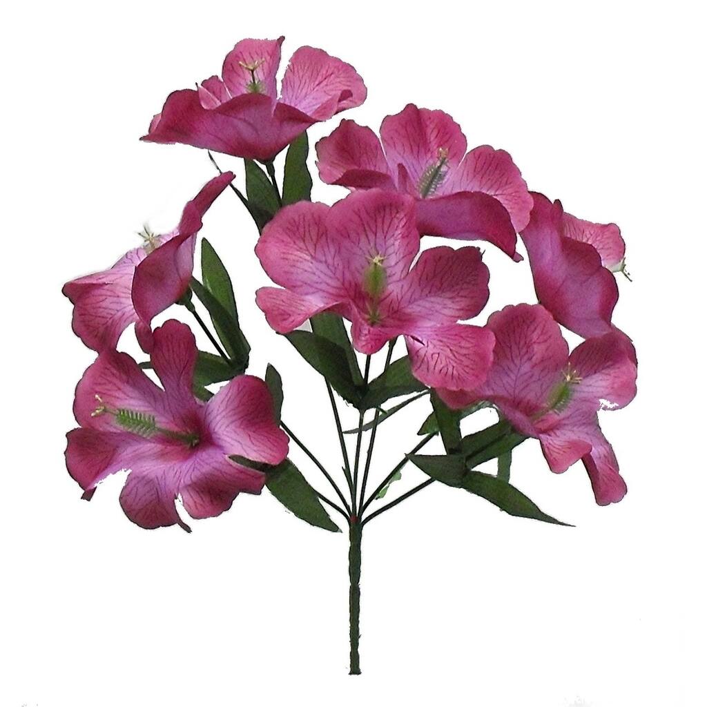 12" tall hibiscus bush x 7