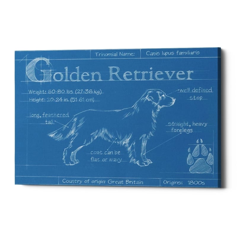 Epic Graffiti 'Blueprint Golden Retriever' by Ethan Harper Giclee Canvas Wall Art, 16"x12" - 16 x 12