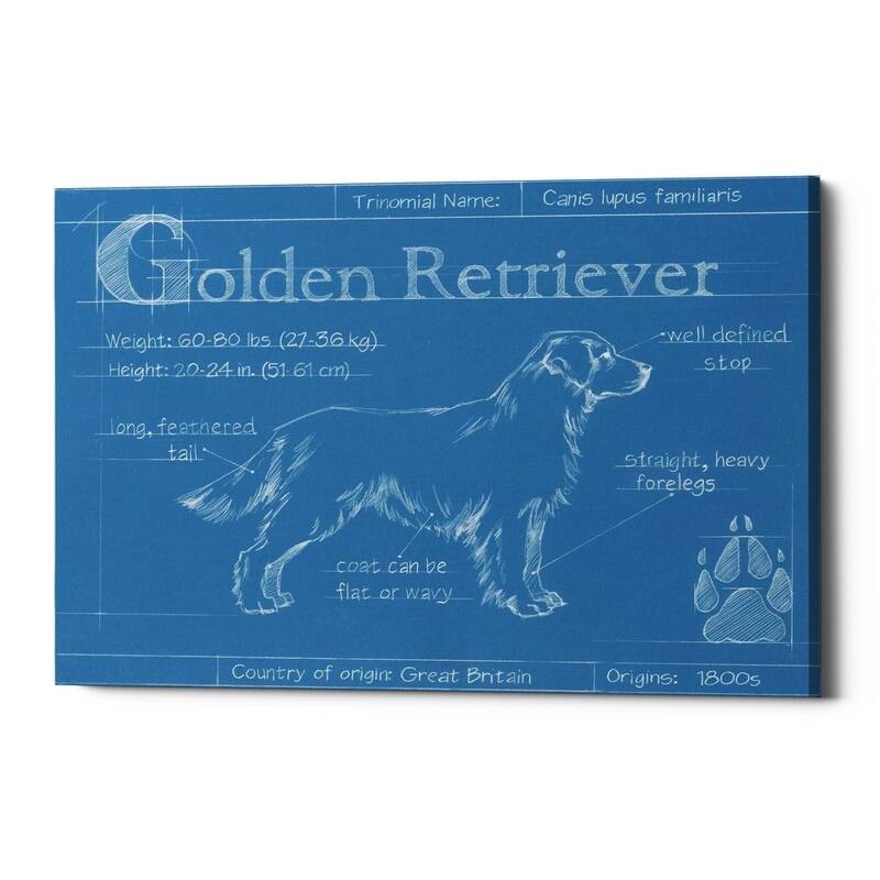 Epic Graffiti 'Blueprint Golden Retriever' by Ethan Harper Giclee Canvas Wall Art, 16"x12"