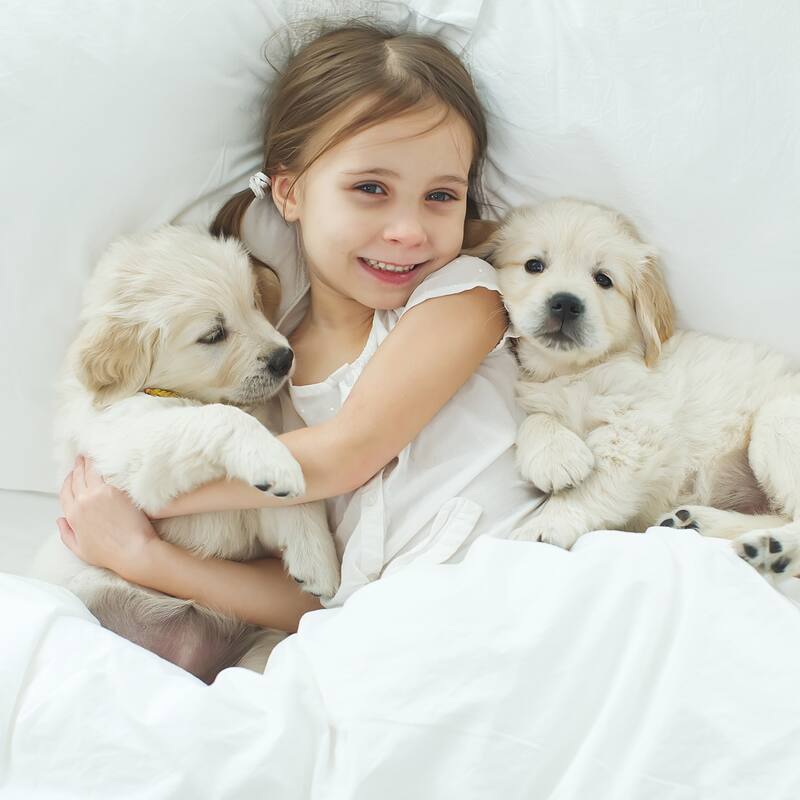 Waterproof Pet Blanket- 40inx30in Plush Throw Protects Couch, Chairs, Car, Bed- Machine Washable by Petmaker - 40x30