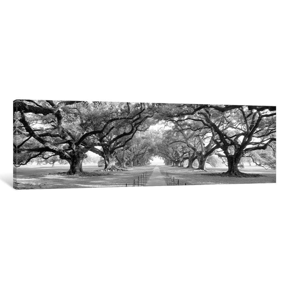 iCanvas "Brick Path Through Alley Of Oak Trees, Louisiana, New Orleans, USA (B&W) II" by Panoramic Images