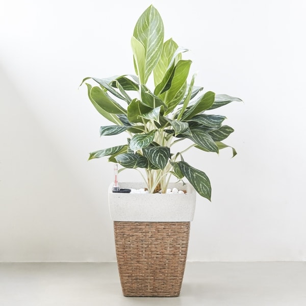 Airlie Square Wicker Smart Self-Watering Planter in Sandy Brown. Opens flyout.