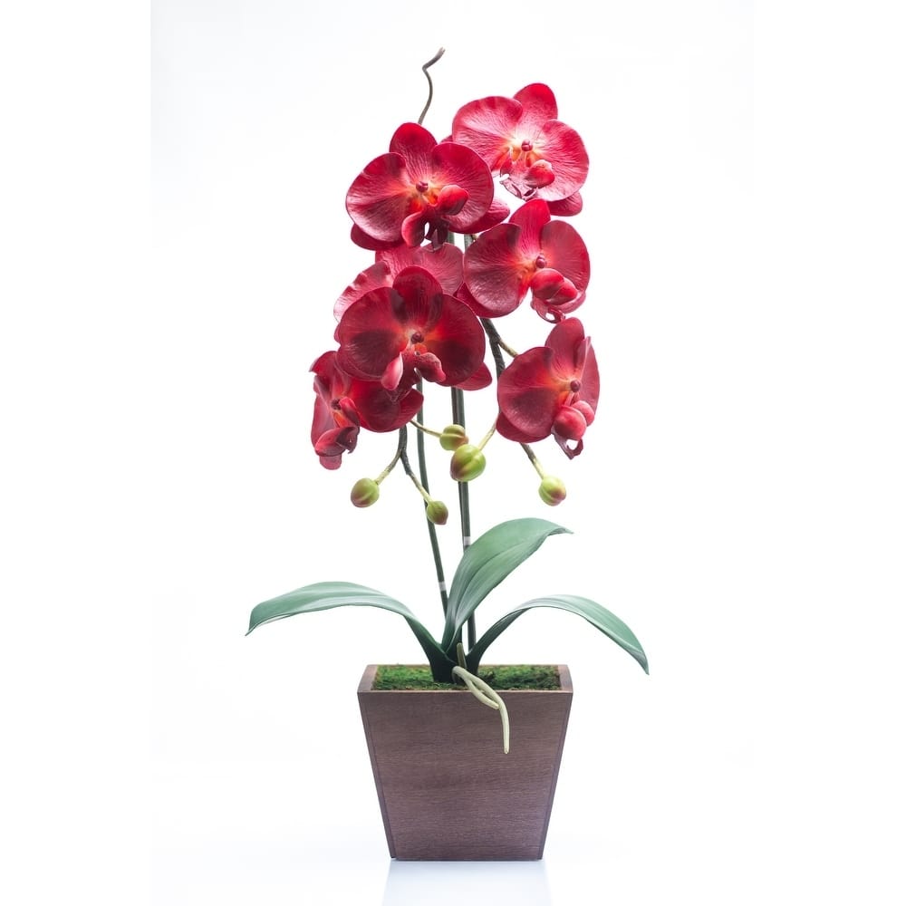 Red Vanilla Burgundy Phalaenopsis in Wooden Centerpiece - N/A