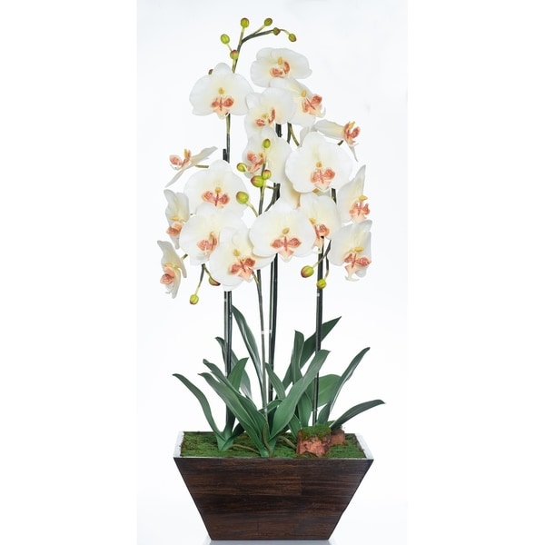 Red Vanilla White / Cream Phalaenopsis Orchid in Wooden Centerpiece