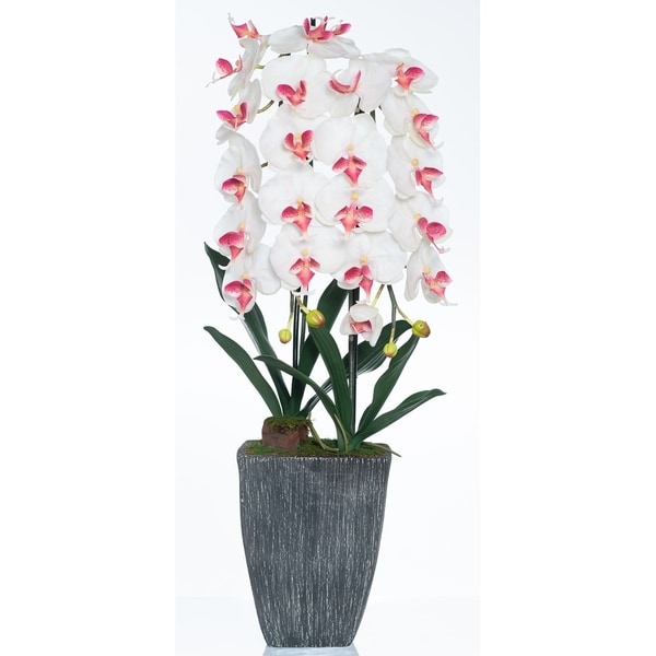 Red Vanilla White / Cream Phalaenopsis Orchid