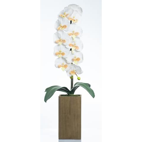 Red Vanilla White / Yellow Phalaenopsis Orchid
