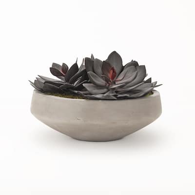 D&W Silks Extra Large Echeveria in Cement Bowl - Green