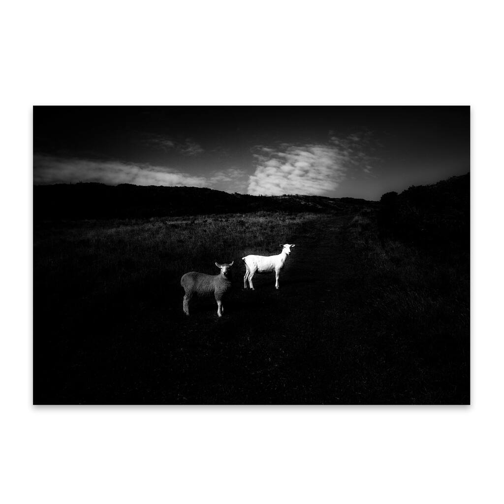 Noir Gallery Sheep Morte Point England Rural Metal Wall Art Print