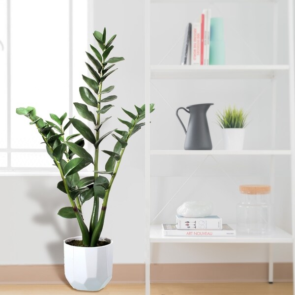 Potted Natural Touch Money Plant In Ceramic 35"
