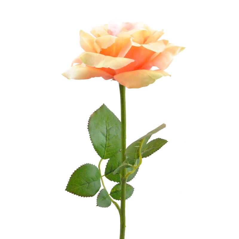 DII Open Rose (Set of 6)